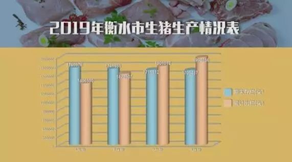 河北衡水毛猪价格动态分析报告